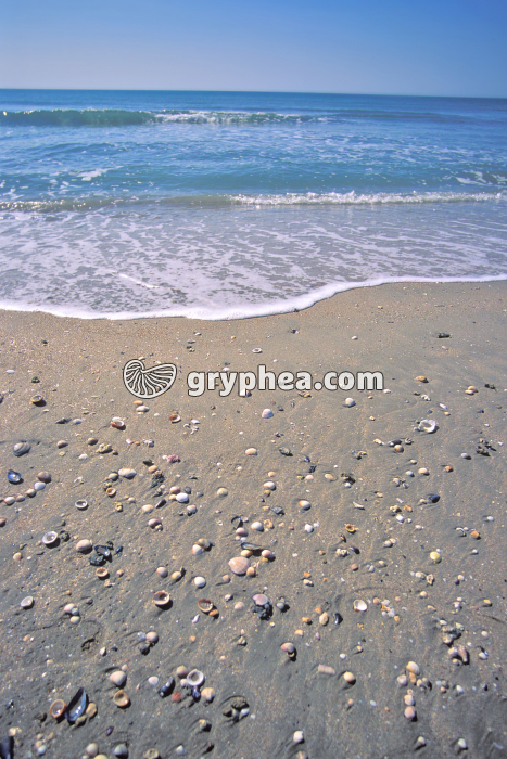 Plage avec dépôts de coquilles de Mollusques (Sainte Marie de la Mer) - gryphea.org